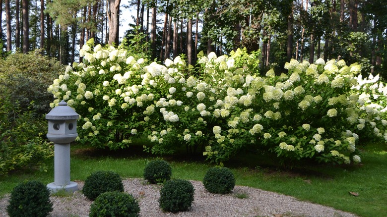 Row of limelight hydrangeas 