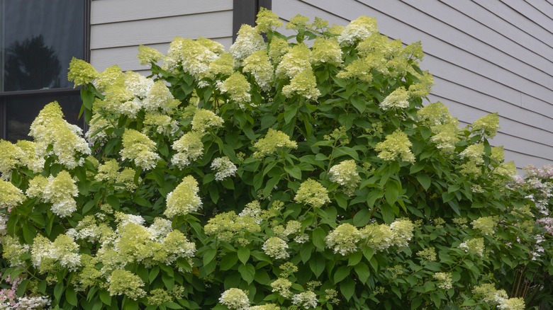 Full growth limelight hydrangeas