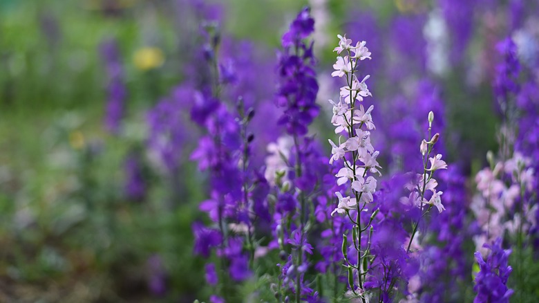 upright lobelia flowers