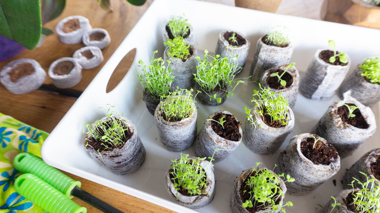 lobelia seedlings