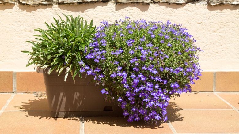 lobelia flowers in container