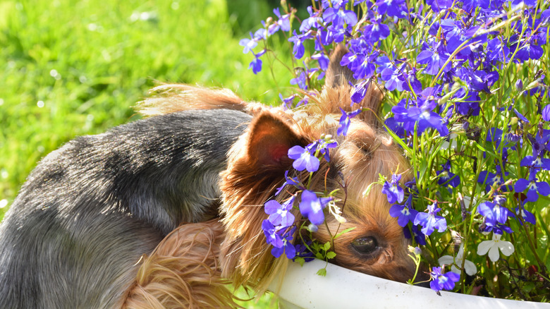 terrier dog with lobelia flowers