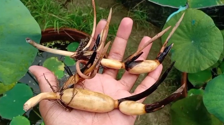 Hand holding lotus tubers