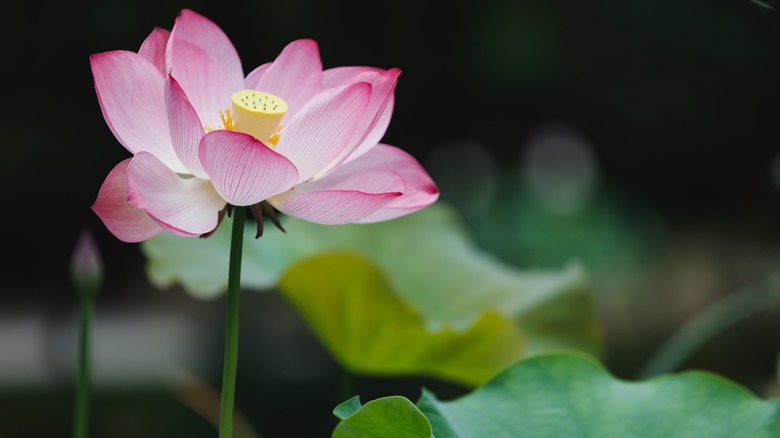 Lotus flower