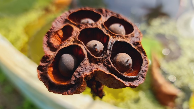 Lotus seeds in pod