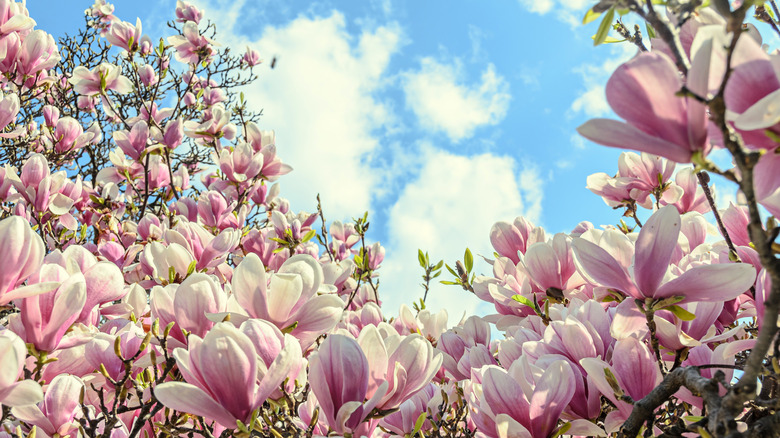 Magnolia tree and sky