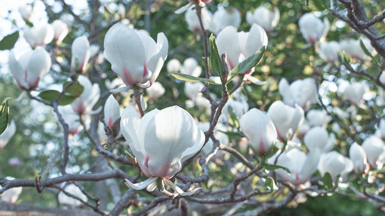 White and pink magnolia blooms