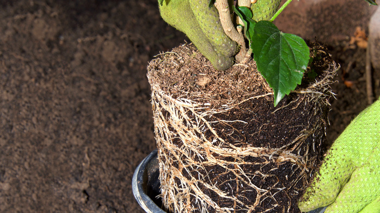 Gardener pulling plant from container