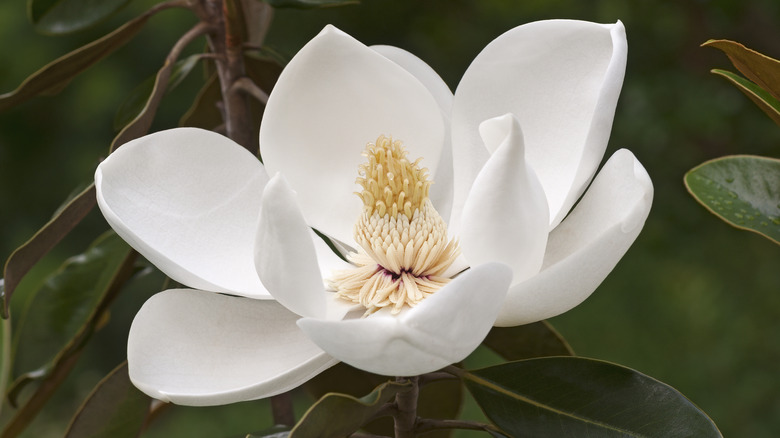 Southern magnolia blooming