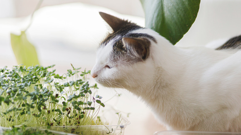 kitten investigates microgreens