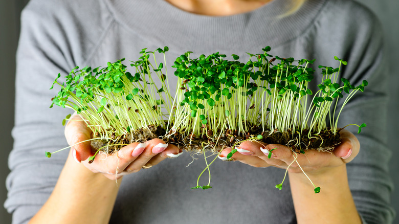 woman holds microgreens