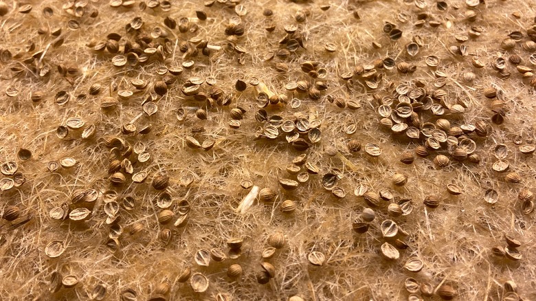 seeds planted on hemp mat
