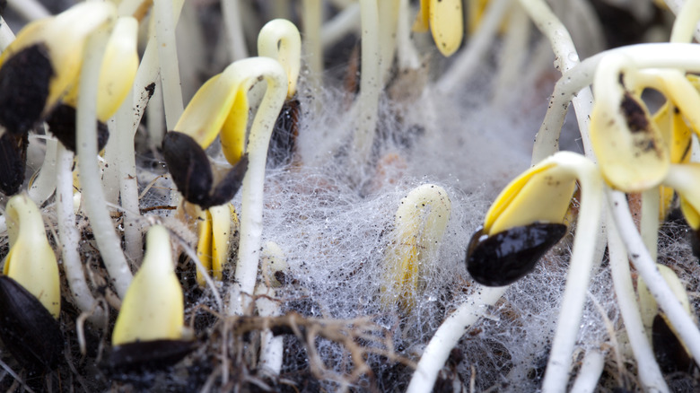 moldy microgreens