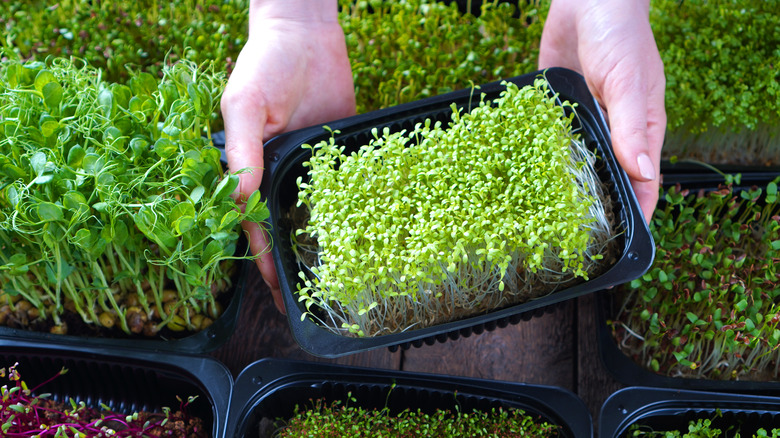 microgreen containers with different varieties