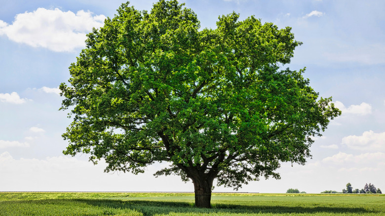 oak tree in field