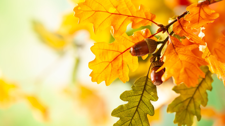 oak leaves in autumn