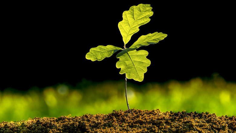 tree oak transplanted in the soil