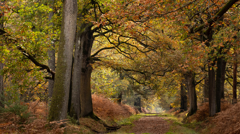 oak trees in a forest