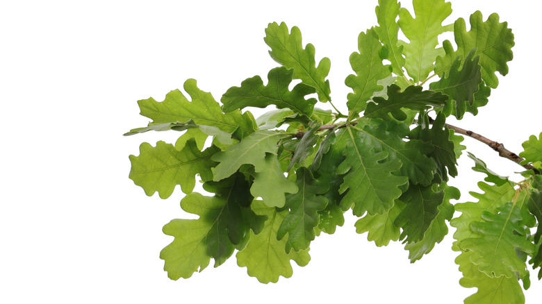 oak leaves on white background