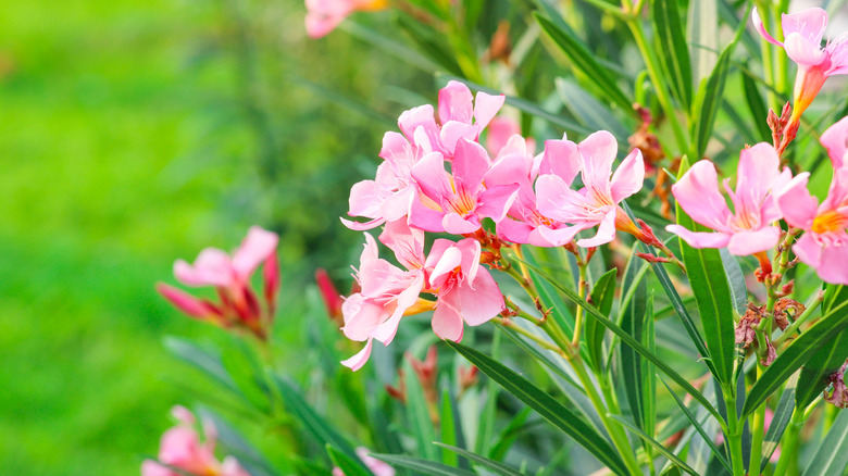 Blooming pink Nerium oleander