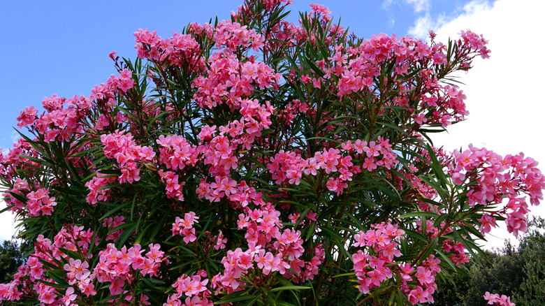 Branches of Nerium oleander