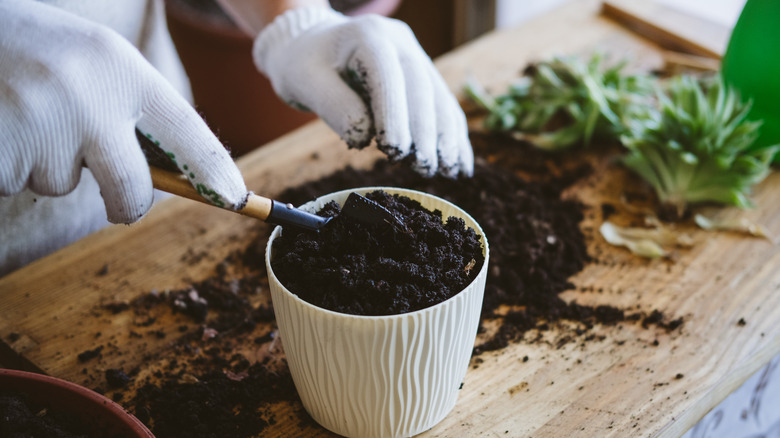 Hands planting a plant