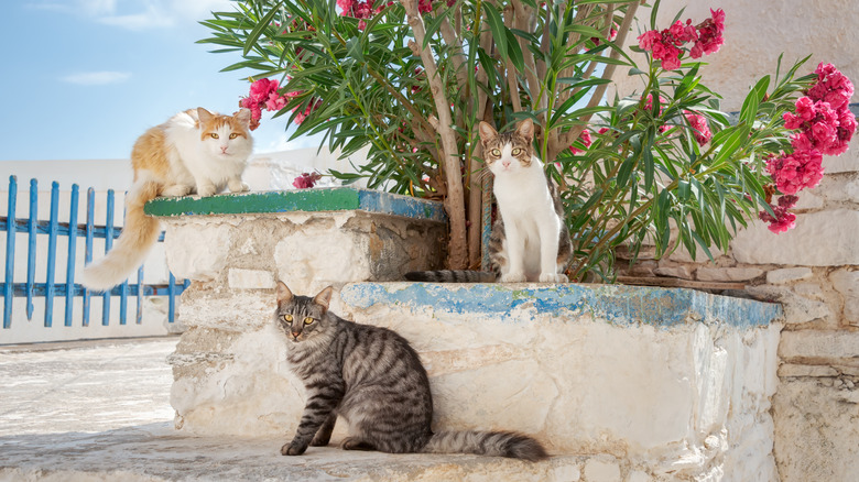Three cats by oleander