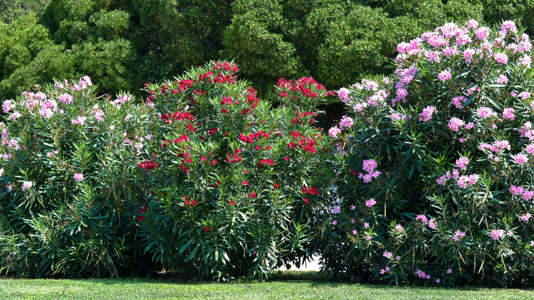 Three oleander bushes