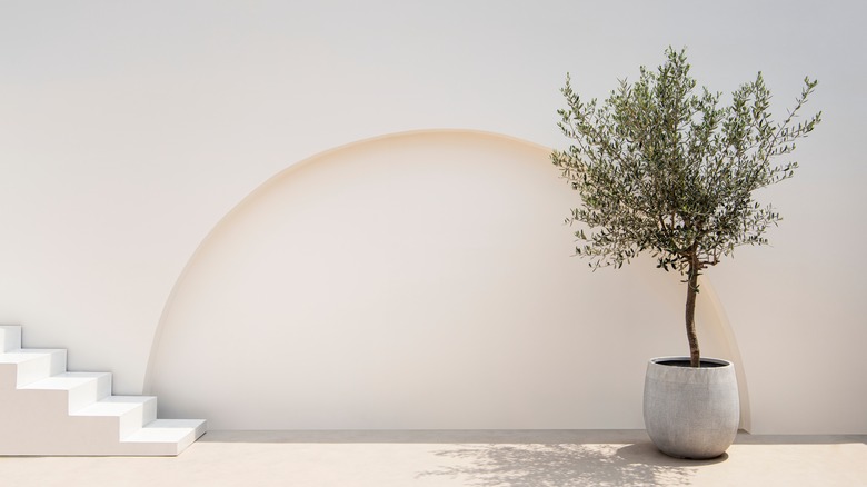 olive tree in pot