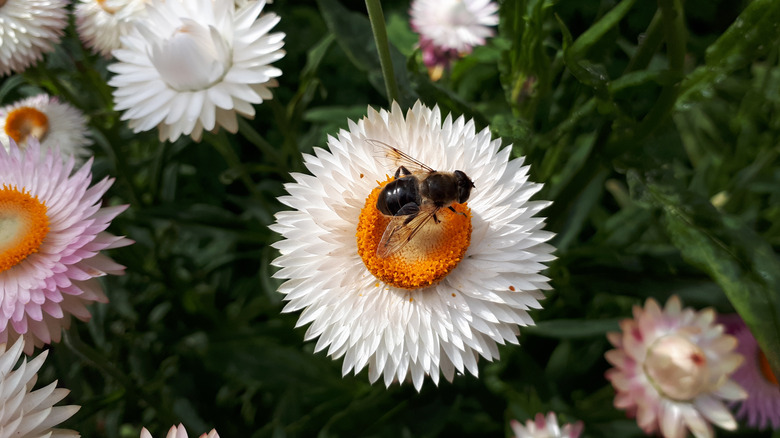Bumblebee on strawflower blossom