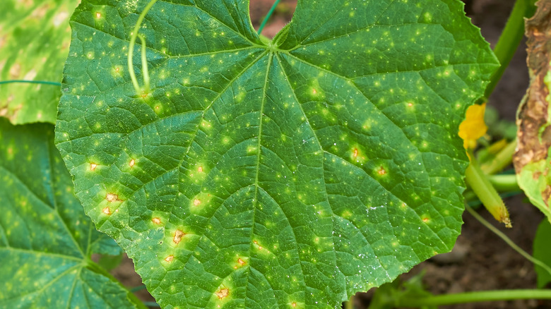 Leaf with downy mildew