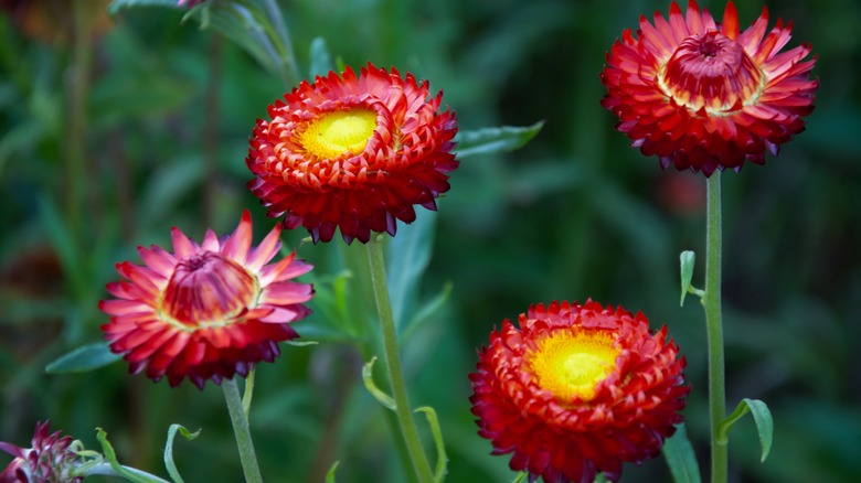 Red strawflowers in garden