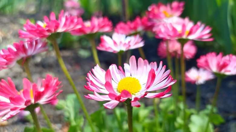 Pink and white strawflowers