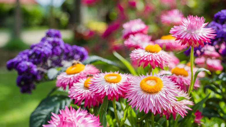 Strawflowers in a garden