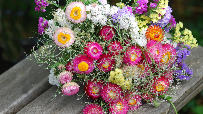 Strawflowers on ledge