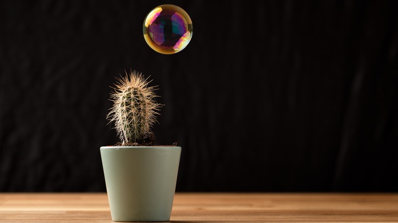 Bubble floating over succulent