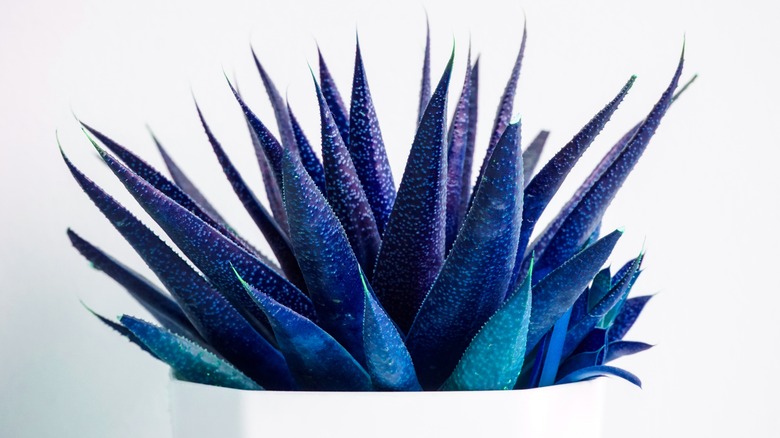 Blue succulent in pot