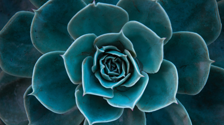 succulent plant close up