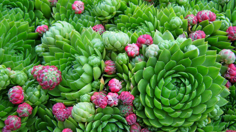 Green and pink succulents