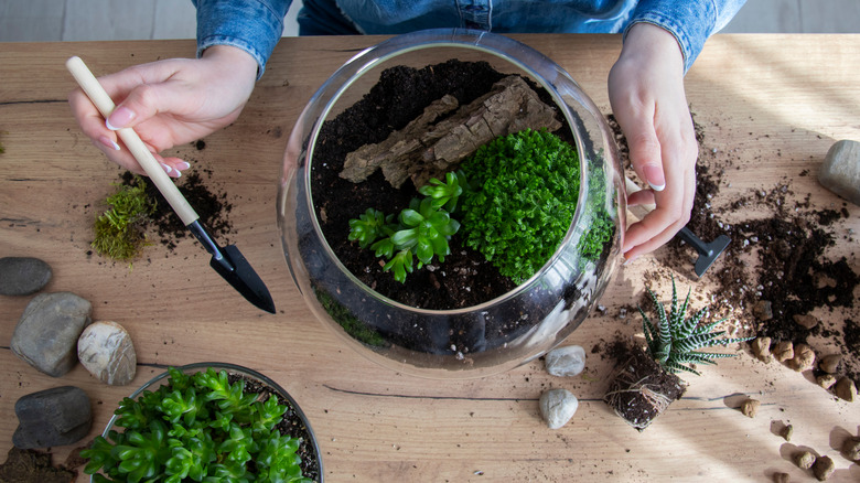 Woman arranging succulent display