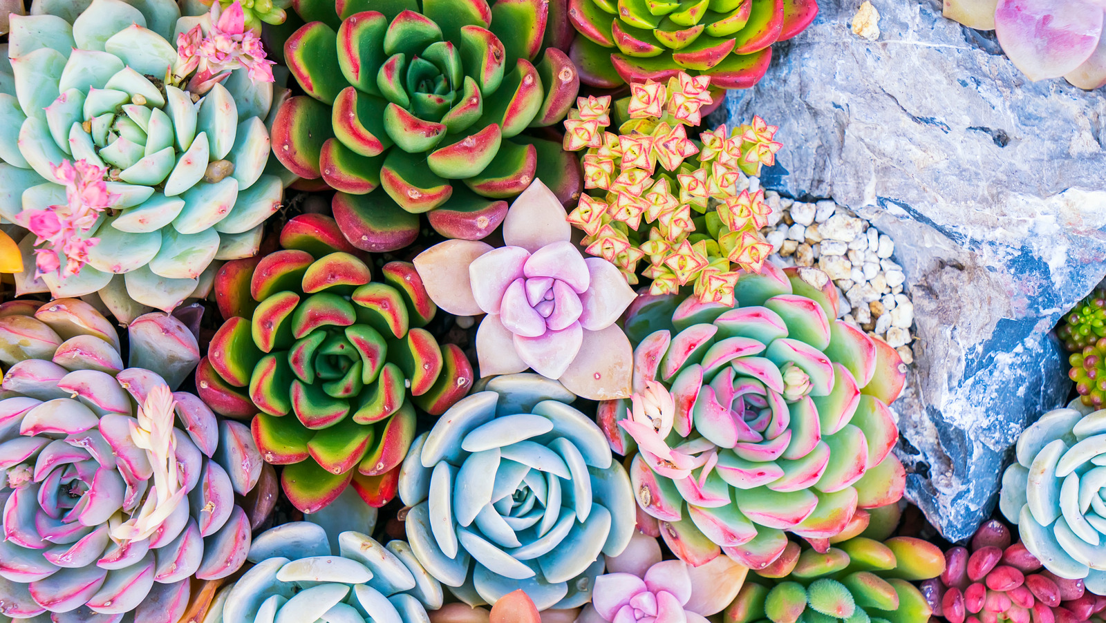 15440 Succulent Wallpaper Stock Photos  Free  RoyaltyFree Stock Photos  from Dreamstime
