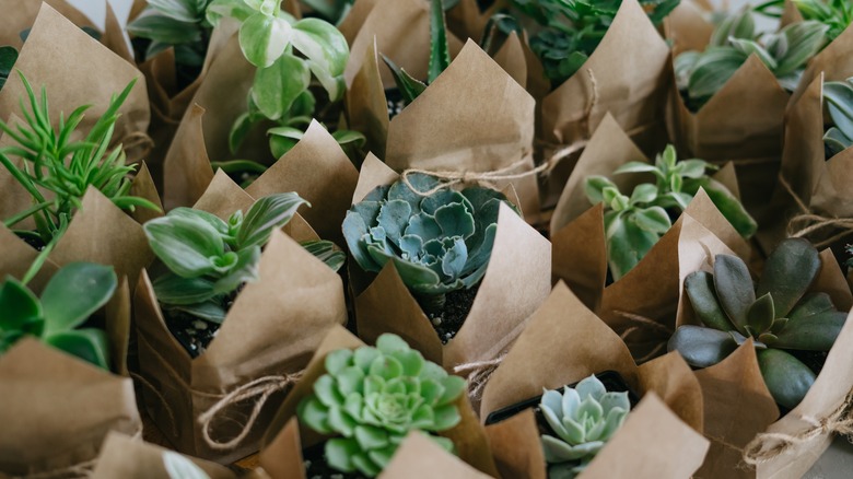 succulents in paper pots