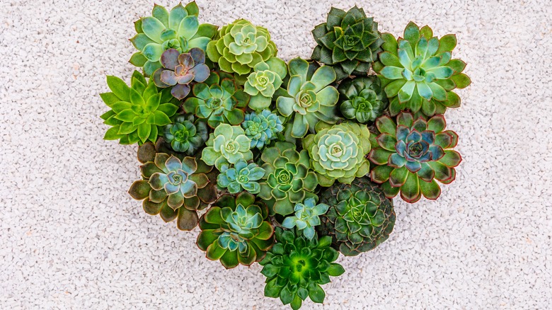 succulents arranged in heart shape