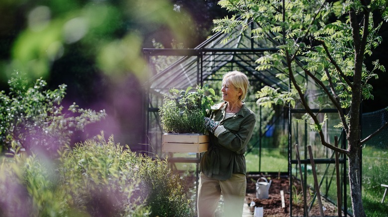Woman in garden greenhouse