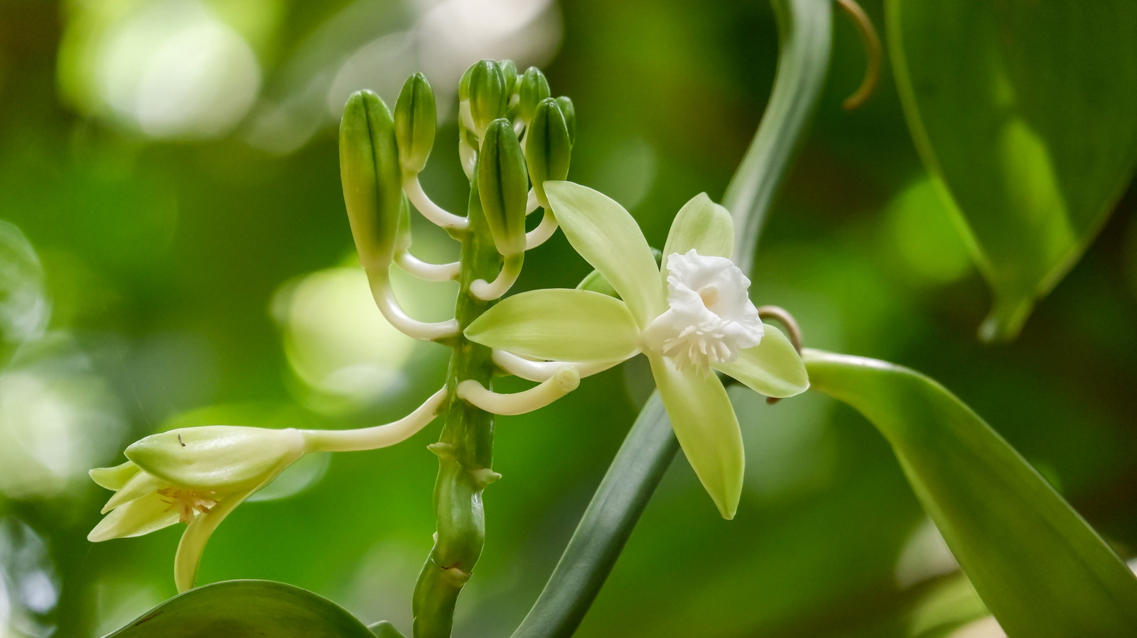 Vanilla planifolia Care Sheet – Carter and Holmes Orchids