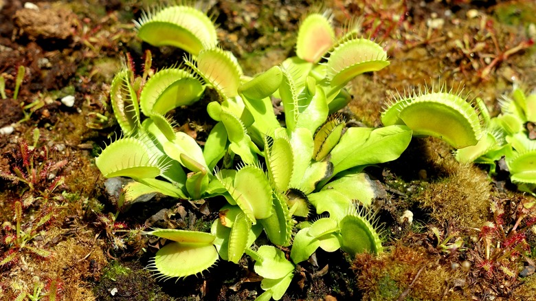 venus flytrap growing outdoors