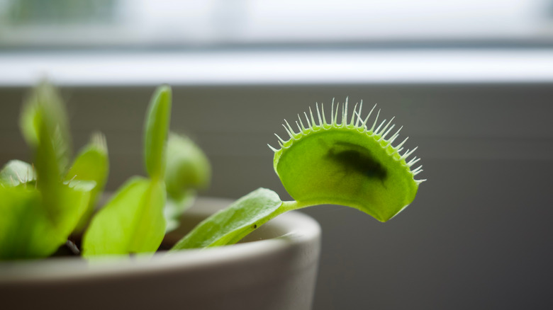 fly inside venus flytrap