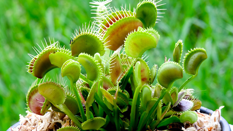 venus flytrap in pot