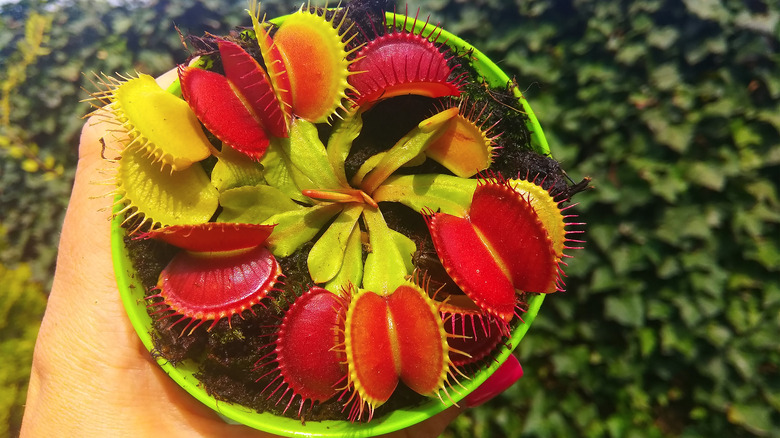 venus flytrap