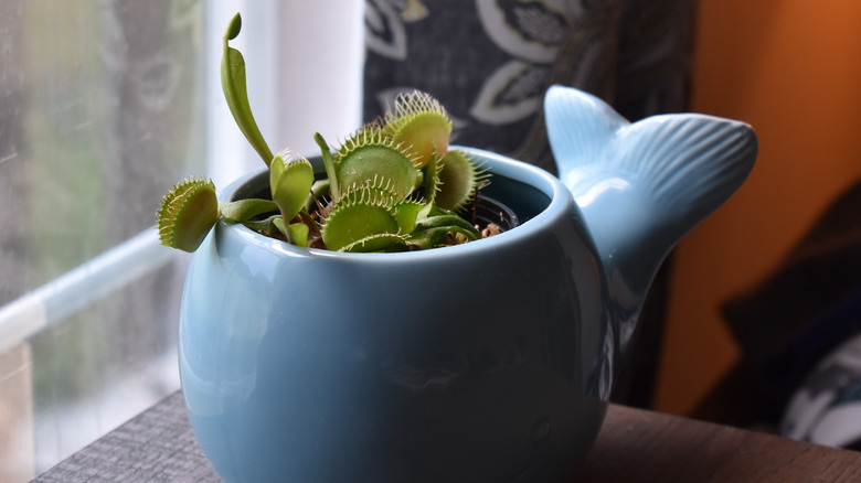 venus flytrap near window